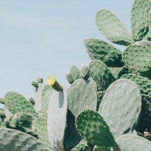 pixasquare_com-cactus-plant-04656-2